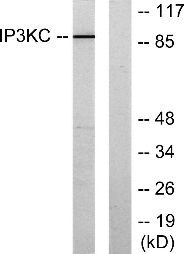 InsP 3-kinase C Rabbit Polyclonal Antibody