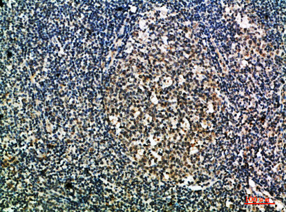 Integrin αX Rabbit Polyclonal Antibody