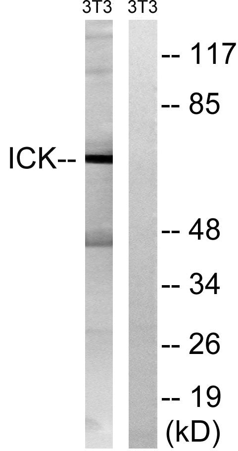 Intestinal Cell Kinase Rabbit Polyclonal Antibody