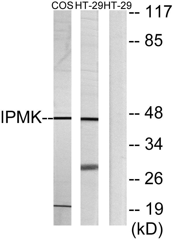 IPMK Rabbit Polyclonal Antibody