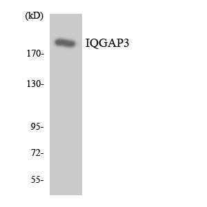 IQGAP3 Rabbit Polyclonal Antibody