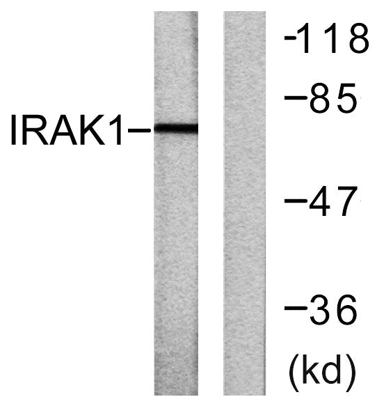 IRAK-1 Rabbit Polyclonal Antibody
