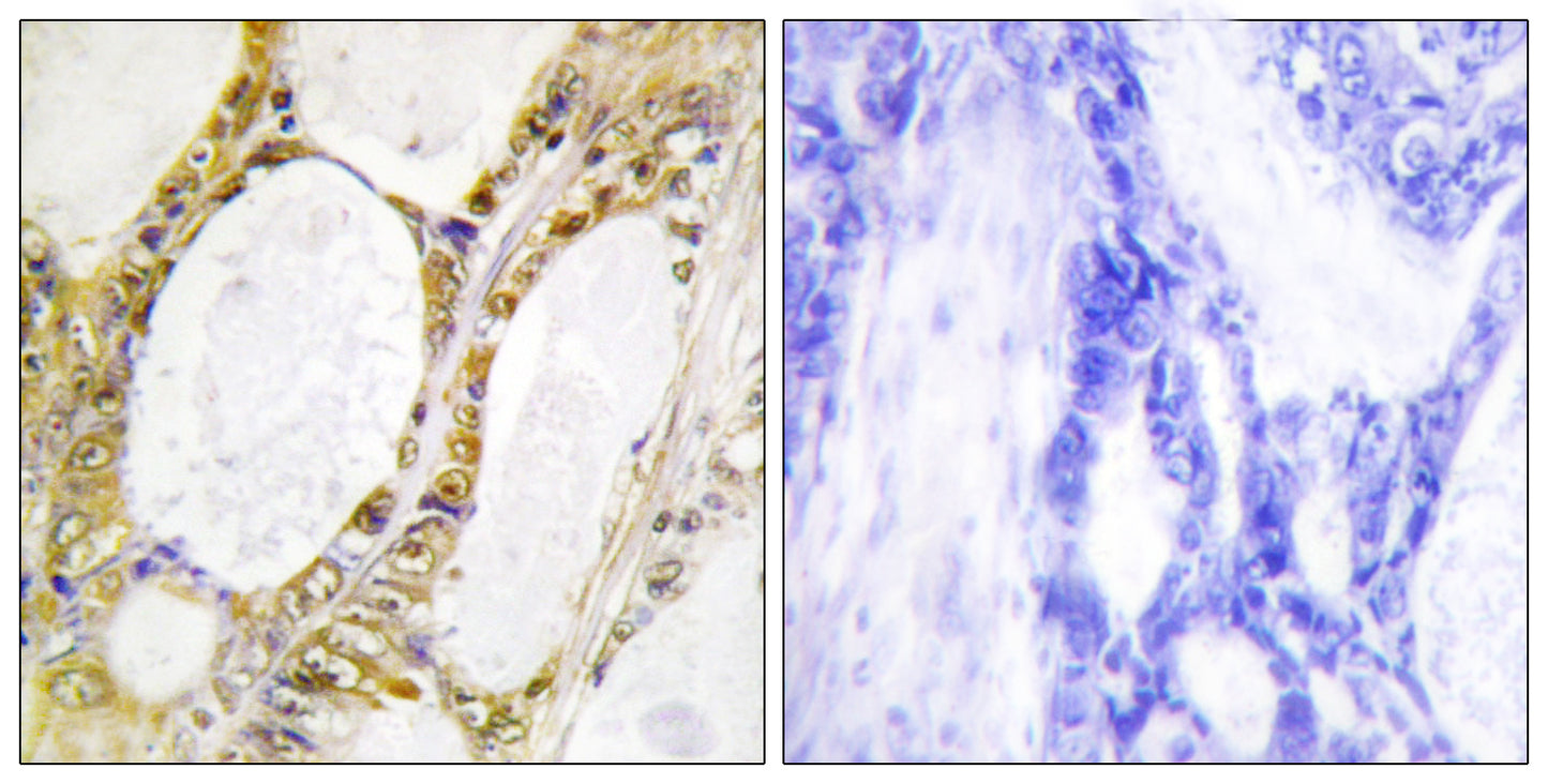 IRF-2 Rabbit Polyclonal Antibody