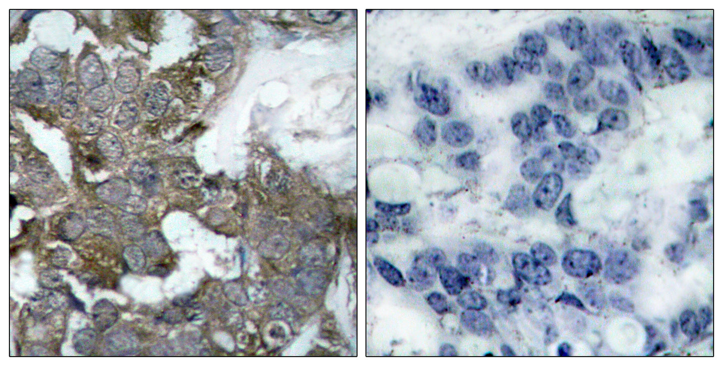 IκB-α Rabbit Polyclonal Antibody