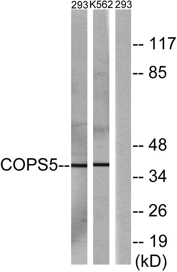 JAB1 Rabbit Polyclonal Antibody