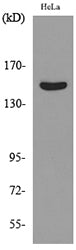 Jagged1 Rabbit Polyclonal Antibody