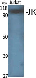 JIK Rabbit Polyclonal Antibody