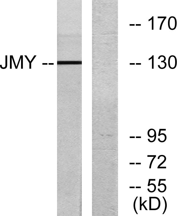 JMY Rabbit Polyclonal Antibody