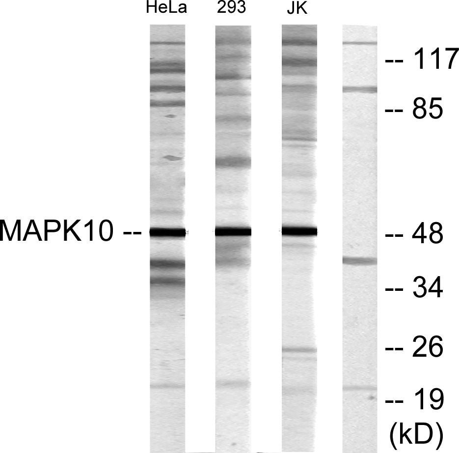JNK3 Rabbit Polyclonal Antibody