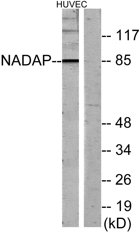 Kanadaptin Rabbit Polyclonal Antibody