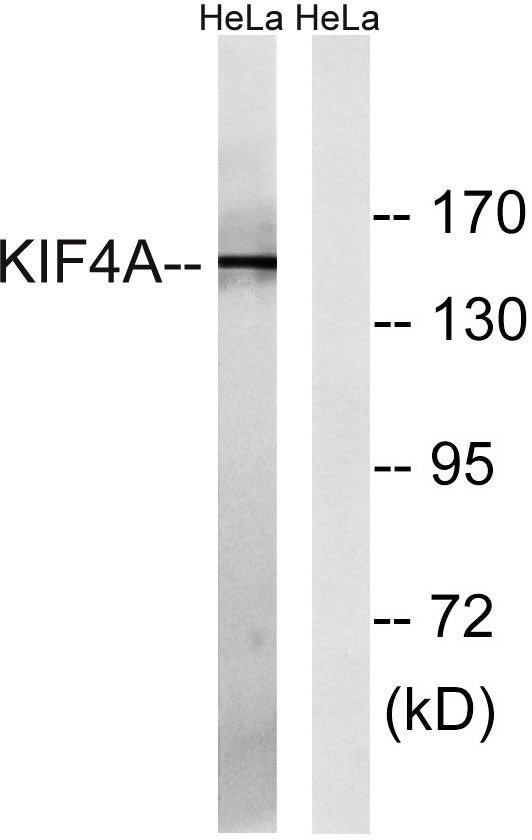 KIF4A Rabbit Polyclonal Antibody