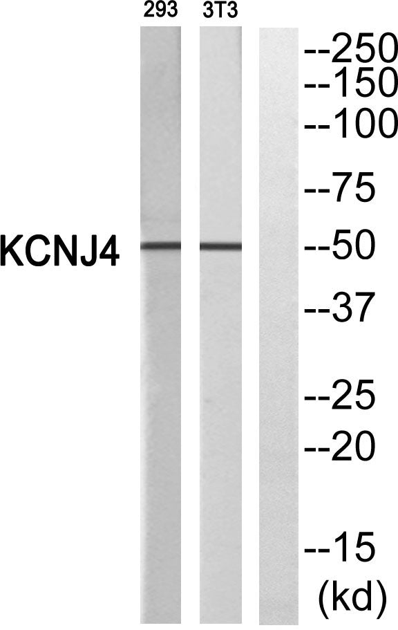 KIR2.3 Rabbit Polyclonal Antibody