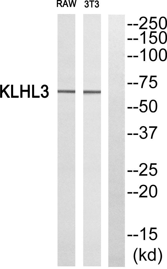 KLHL3 Rabbit Polyclonal Antibody