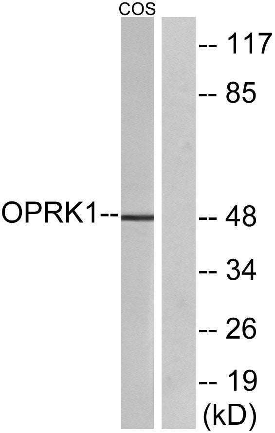 KOR-1 Rabbit Polyclonal Antibody