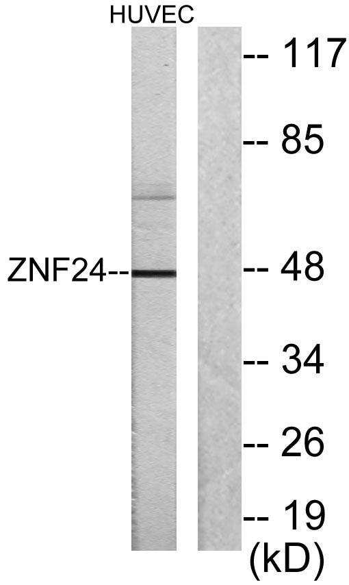 KOX17 Rabbit Polyclonal Antibody