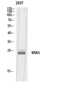 K-Ras Rabbit Polyclonal Antibody