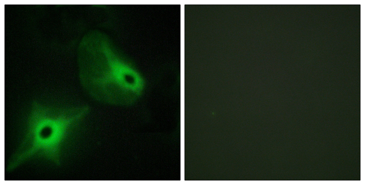 Ksr2 Rabbit Polyclonal Antibody