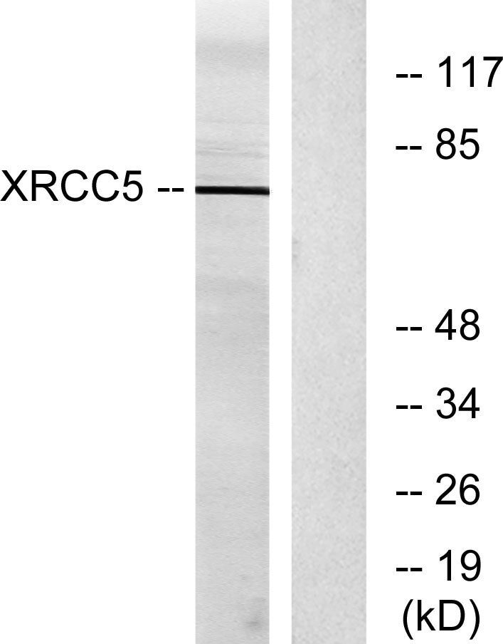 Ku-86 Rabbit Polyclonal Antibody