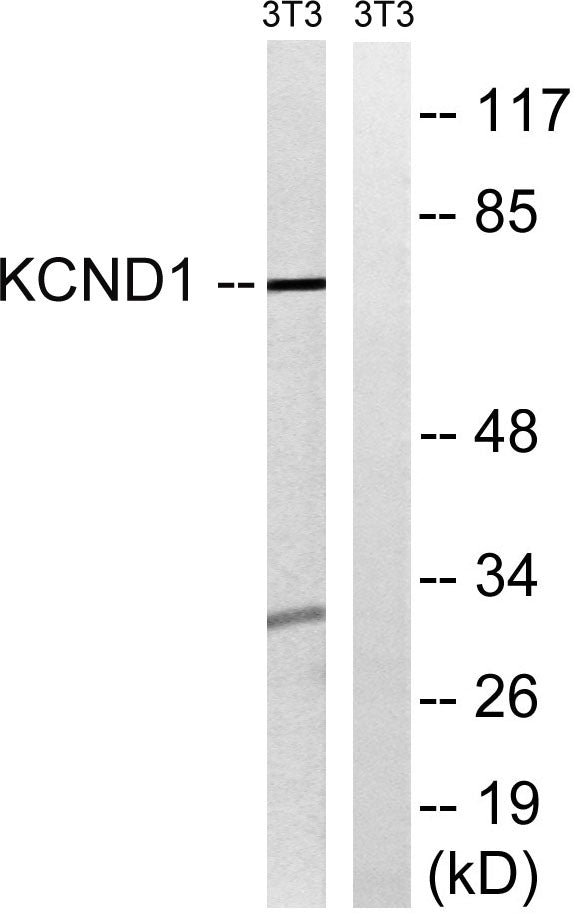 KV4.1 Rabbit Polyclonal Antibody