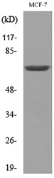 Lamin B1 Rabbit Polyclonal Antibody