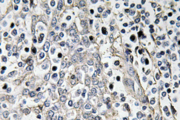 Laminin-R Rabbit Polyclonal Antibody