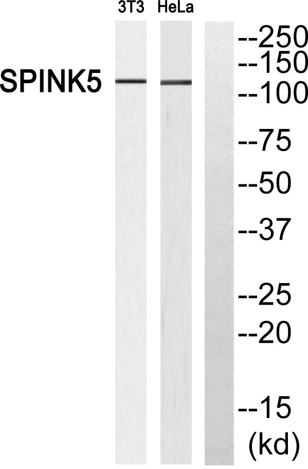 LEKTI Rabbit Polyclonal Antibody