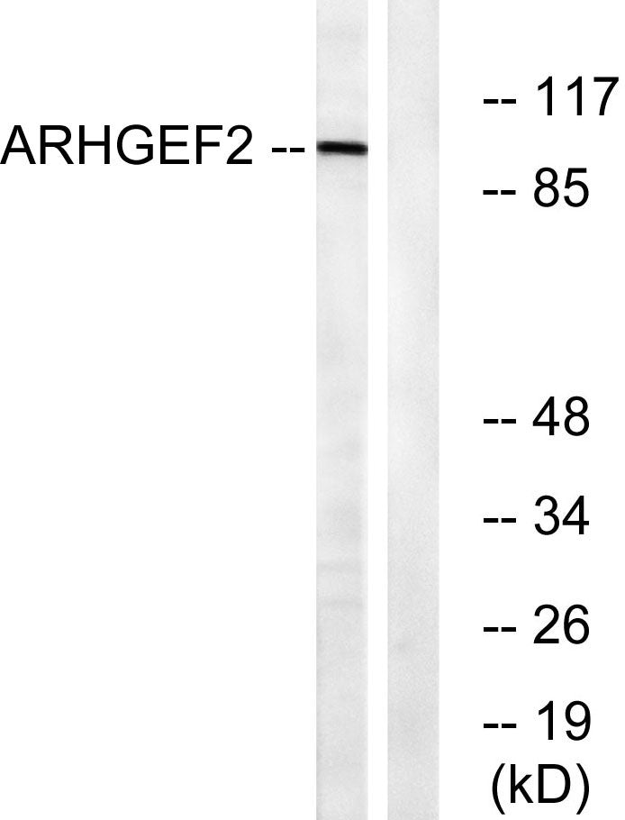 Lfc Rabbit Polyclonal Antibody