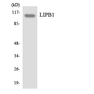 Liprin β1 Rabbit Polyclonal Antibody