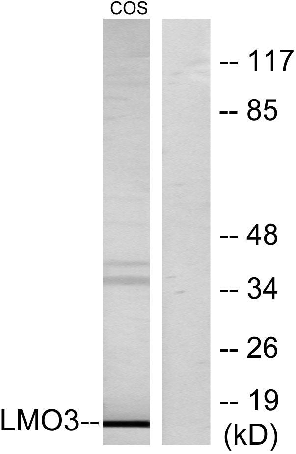 LMO3 Rabbit Polyclonal Antibody