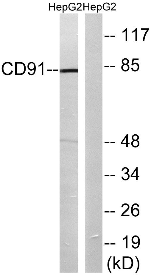 LRP1 Rabbit Polyclonal Antibody