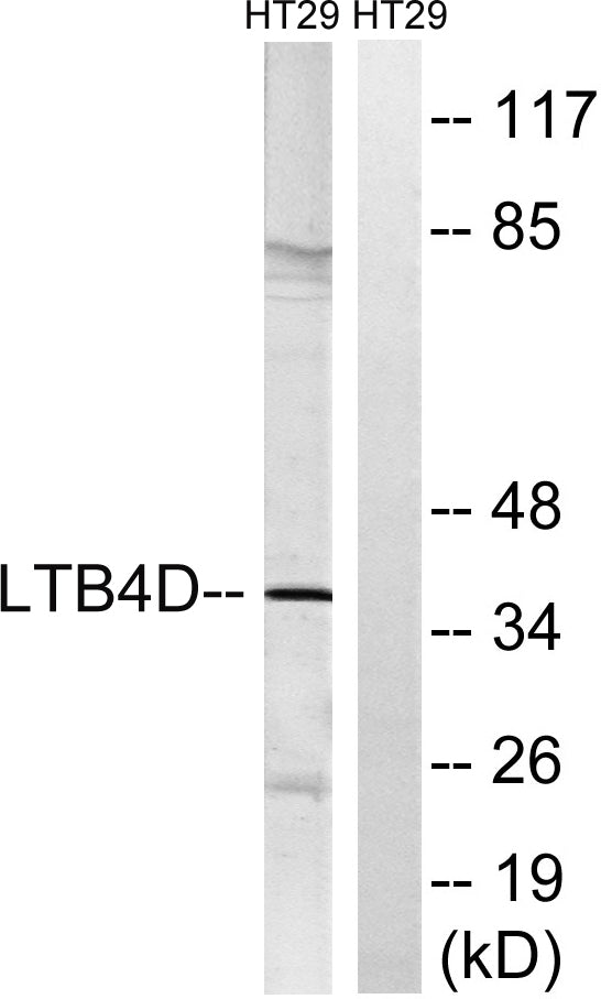 LTB4DH Rabbit Polyclonal Antibody