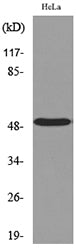 LXRα Rabbit Polyclonal Antibody