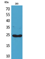 Lymphotactin Rabbit Polyclonal Antibody