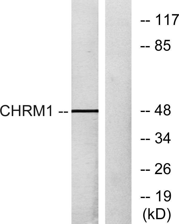 mAChR M1 Rabbit Polyclonal Antibody