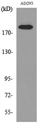 Macroglobulin α-2 Rabbit Polyclonal Antibody
