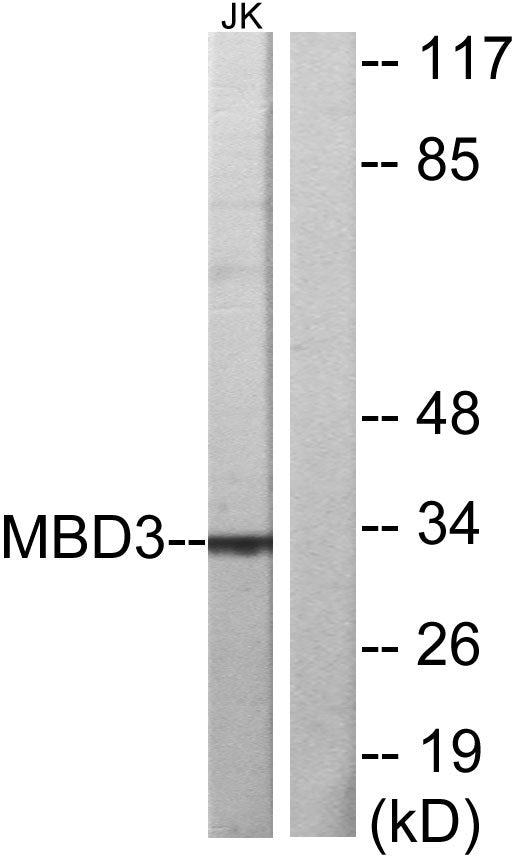 MBD3 Rabbit Polyclonal Antibody