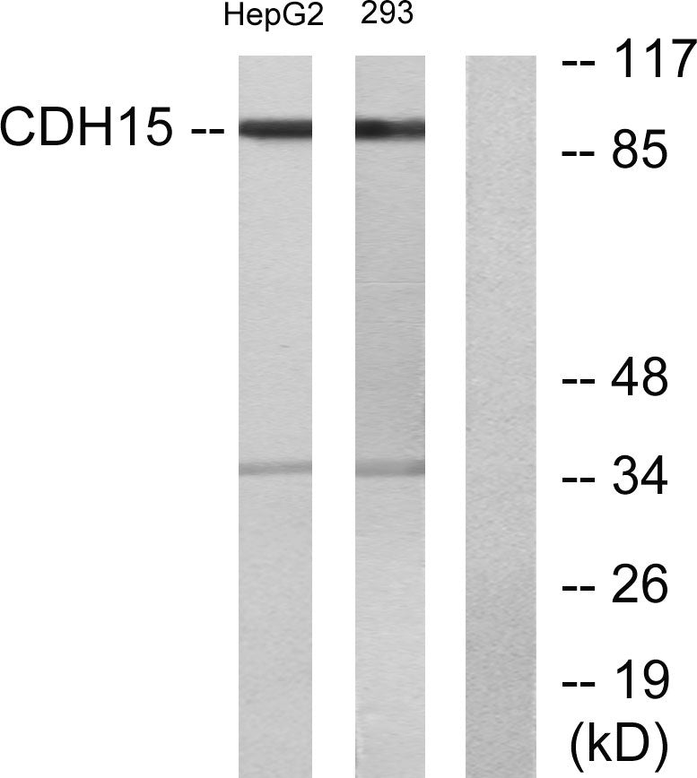 M-cadherin Rabbit Polyclonal Antibody