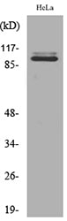 MCM6 Rabbit Polyclonal Antibody