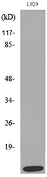 MCP-2 Rabbit Polyclonal Antibody