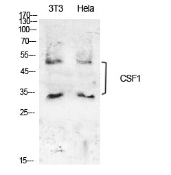 M-CSF Rabbit Polyclonal Antibody