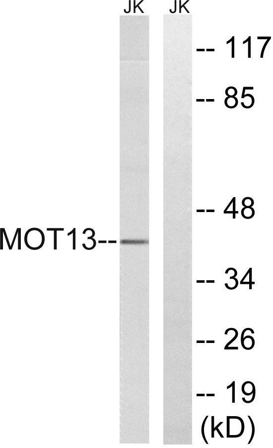 MCT13 Rabbit Polyclonal Antibody