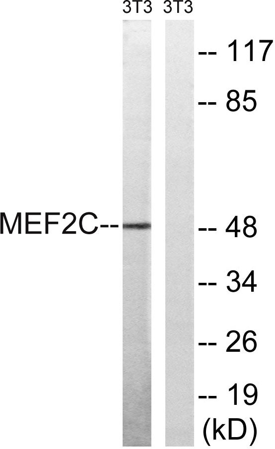 MEF-2C Rabbit Polyclonal Antibody