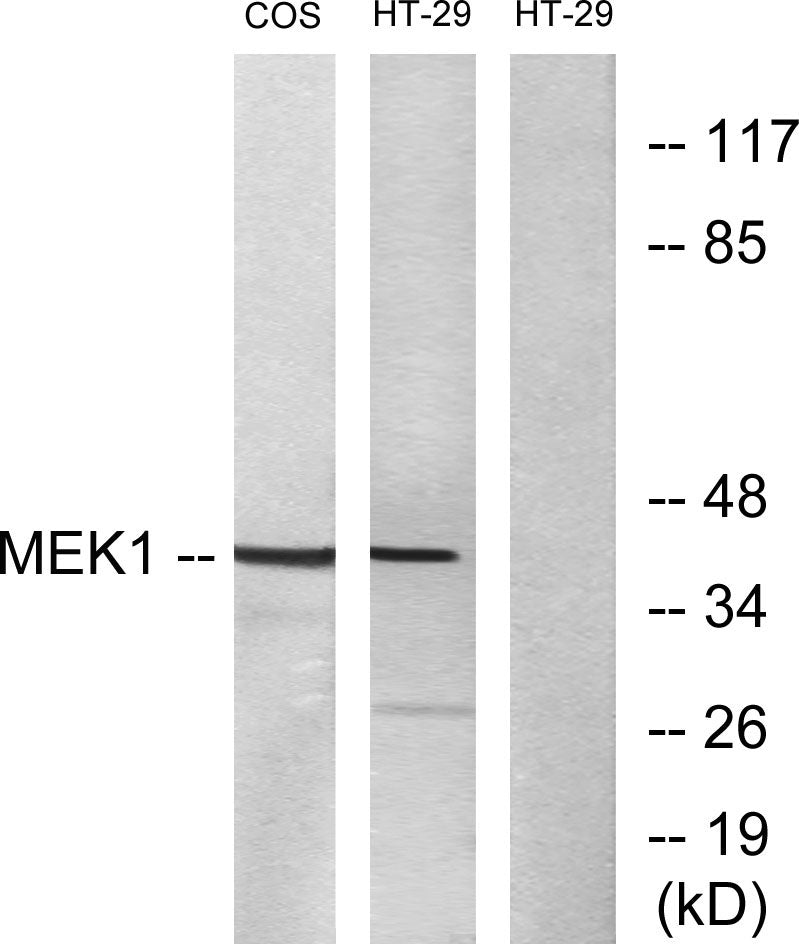 MEK-1/2 Rabbit Polyclonal Antibody