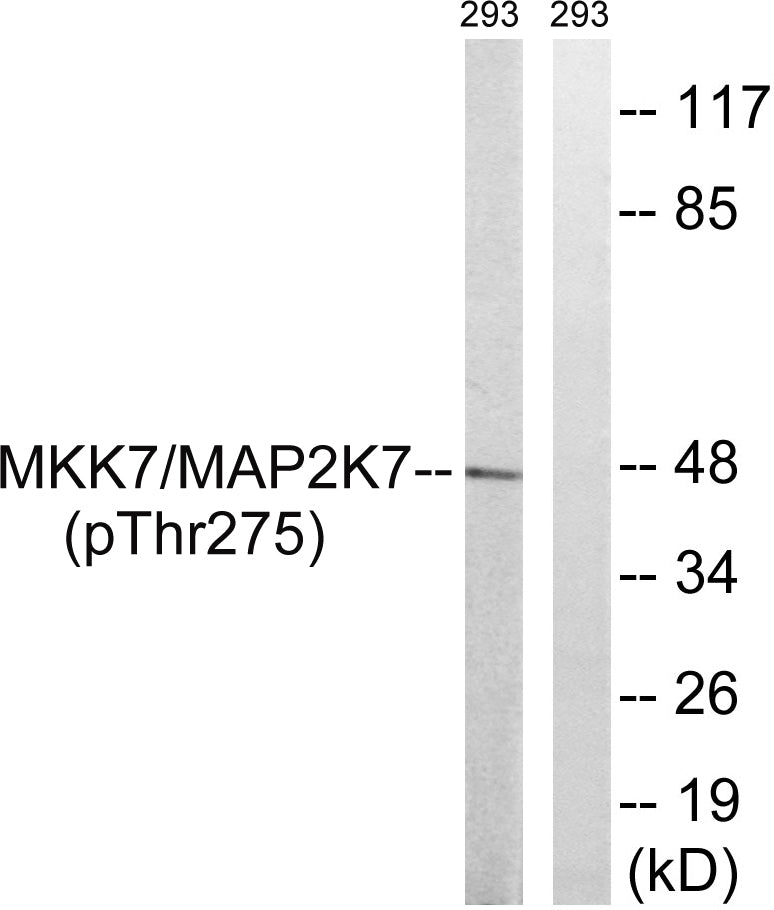 MEK-7 Rabbit Polyclonal Antibody
