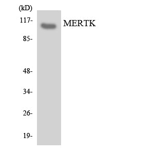 MerTK Rabbit Polyclonal Antibody