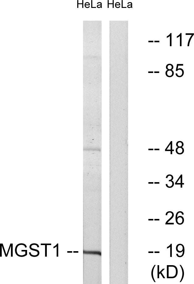 MGST1 Rabbit Polyclonal Antibody