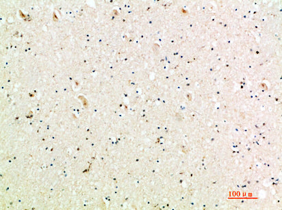 MIG Rabbit Polyclonal Antibody