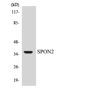 Mindin Rabbit Polyclonal Antibody