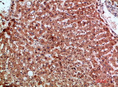 MIP-3α Rabbit Polyclonal Antibody
