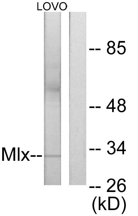 Mlx Rabbit Polyclonal Antibody